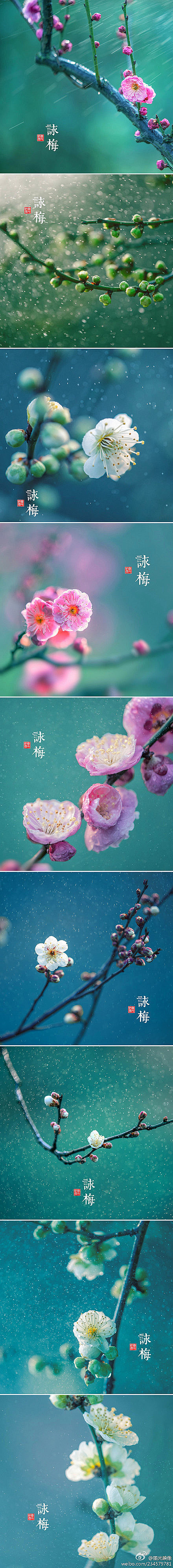  鲜花 梅花