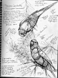 rainbowlorikeets--visit the page to see a lot of other lovely bird drawings: 
