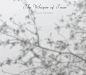 The Whisper of Tears -Lost Dreams、唱片封面、专辑封面、The Whisper of Tears、Lost Dreams