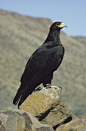 birds-of-prey-daily:

Verreaux’s Eagle
