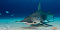 追踪无钩双髻鲨：体型可达6米长 濒临灭绝