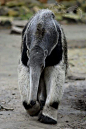 Giant anteater: 