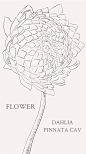Dahlia”，大丽花，别名大理花、天竺牡丹、东洋菊、大丽菊、地瓜花，菊科、大丽花属植物