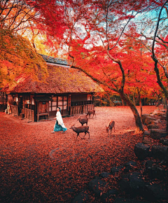 仲夏榴月采集到日本人物/风景