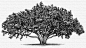 The Tree Illustration Collection by Steven Noble : The Tree Illustration Collection by Steven Noble