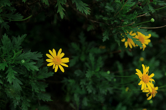 小雏菊