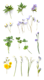 春季花草元素_PNG_免扣png_动植物元素_模库(51Mockup)