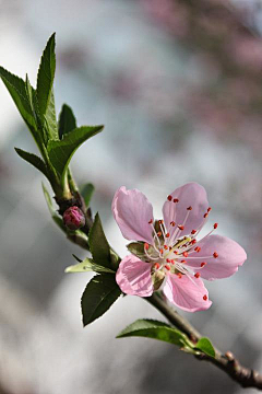 松岛油菜子采集到三月