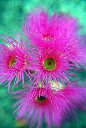 ✯ Eucalyptus Flower