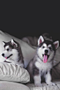 Too cute! My husband wants to move back to Colorado, so Huskies would be good for us!