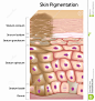 formation-uneven-skin-tone-28721114