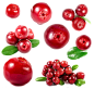 蔓越莓水果
