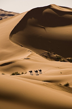 涧谷采集到寻美旅程：沙漠之舟