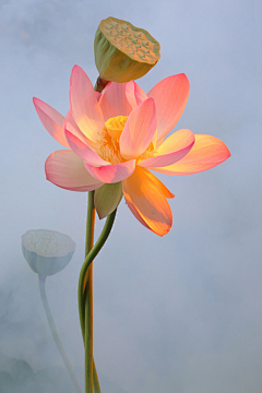 琉璃※轌→☆采集到枯木逢春 陌上花开