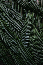 Ferns: 