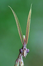 锥头螳螂（Cone head mantis）：
动物界(Animalia)-节肢动物门(Arthropoda)-有颚亚门(Mandibulata)-昆虫纲(Insecta)-有翅亚纲(Pterygota)-螳螂目(Mantedea)-椎头螳螂科（？）
好像美猴王啊。