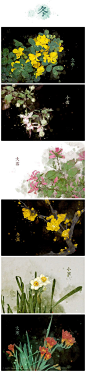 节气之美：二十四节气花卉图 - 治愈系图片