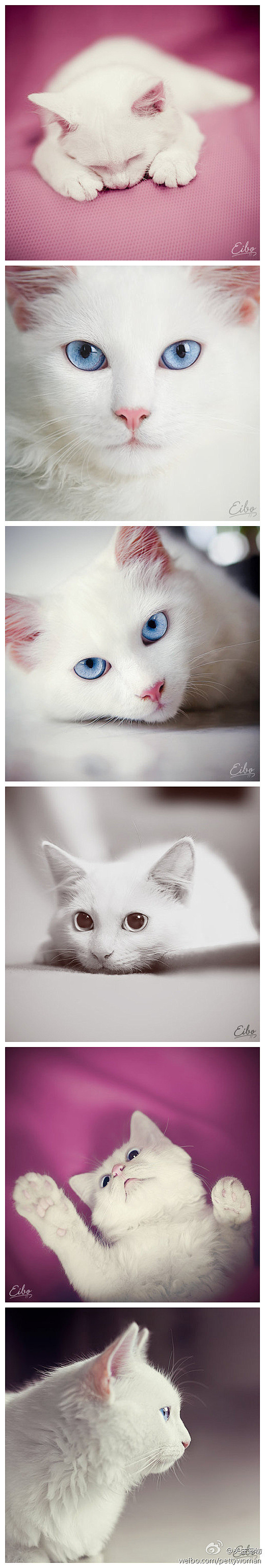 精致而高贵的猫！！蓝水晶一样的眼睛