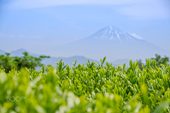 小蟹鹅采集到茶