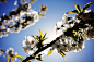 life-of-pix-free-stock-photos-white-cherry-blossoms-Sarah-Geissberger