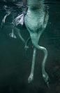 水下的觅食的天鹅 | 摄影师Viktor Lyagushkin ​​​​