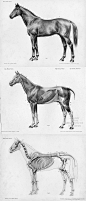 马的解剖学结构