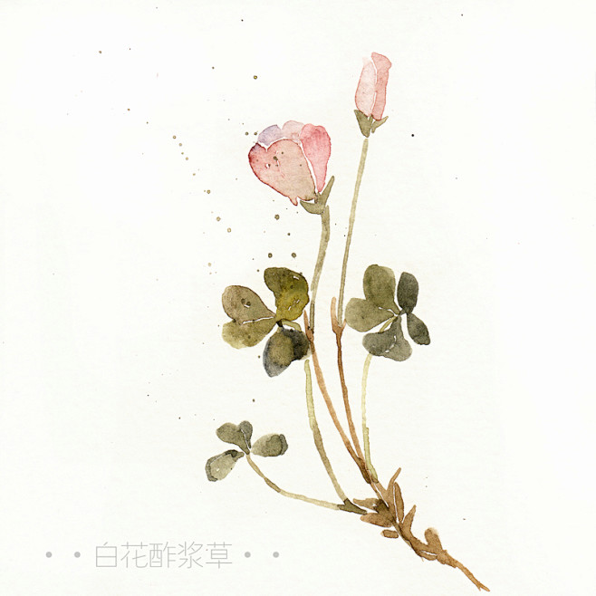 阿昕_水彩-花——涂鸦王国