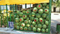 家附近市场的常驻瓜农晚上睡觉时瓜经常被流浪汉偷，于是他把瓜用铁笼圈了起来，第二天起来发现。。。。。。。