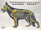 德国牧羊犬解剖图