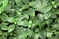 klaikungwon sud在 500px 上的照片striped leaf ornamental plants