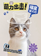 猫咪海报 萌宠海报 宠物相册