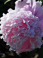 Light pink peonies