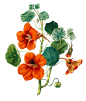 复古 植物花卉 插画 动植物元素免抠png图片壁纸
