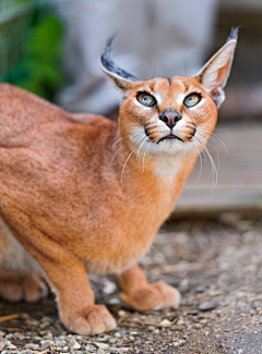 白杜宾采集到猫科