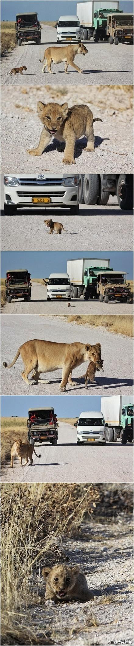 南非……狮妈妈带着小狮过马路，于是没见过...