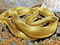 黃金蟒蛇！