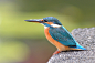 Common_Kingfisher#鸟类#