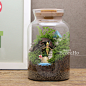 Ecoecho苔藓微景观 苔藓瓶生态瓶 绿植 创意绿植 精灵王国