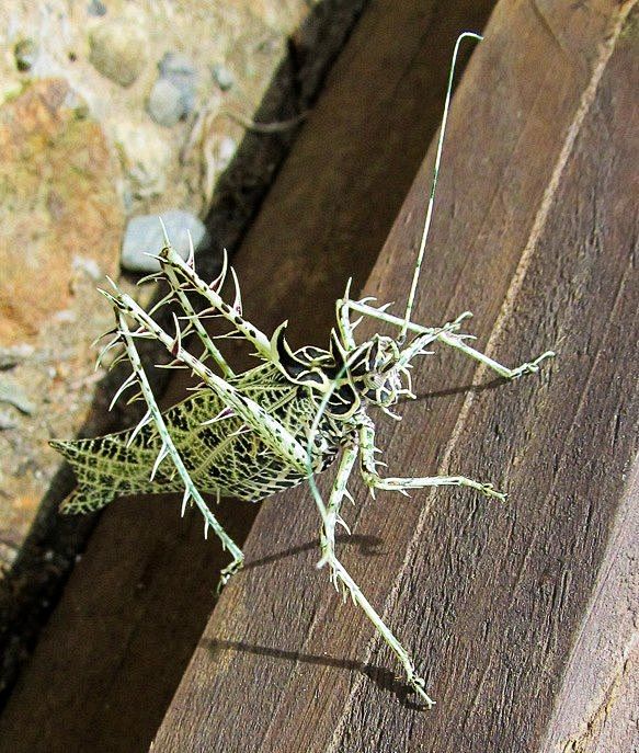 Lichen katydid