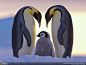 南极：威德尔海，阿特卡湾，帝企鹅一家三口。在寒冷的南极冰漠，帝企鹅父母保护着它们唯一的孩子。