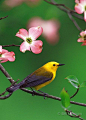 蓝翅黄森莺Prothonotary Warbler 雀形目 森莺科 蓝翅黄森莺属
Prothonotary Warbler in Dogwood - Ohio
