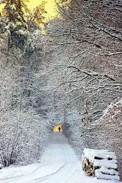 红笺采集到冰雪