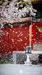 春天，看#故宫花雨#适逢清明假期，#紫... 来自人民日报 - 微博
