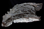 The front half of a fossil of <i>Borealopelta</i>, an ankylosaur, with skin and soft tissue preserved along with the bones