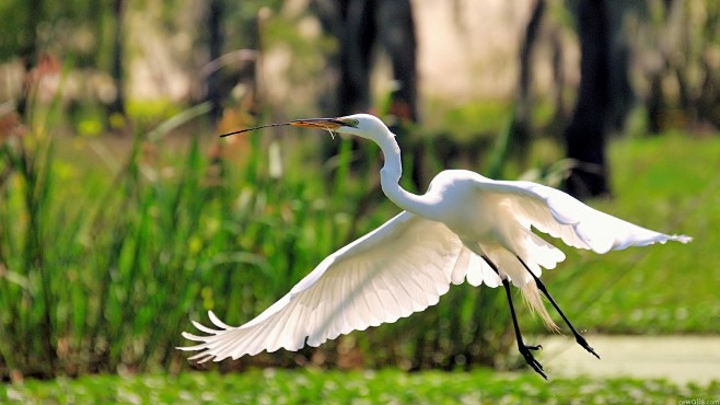 birds egrets flying ...