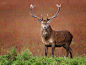 Photograph Macho in red by Alexander Koenders on 500px