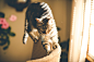 cat-feline-pet-chair-65e131f7b4cc06b5840b19a0bb2fafc3.jpg (5760×3840)