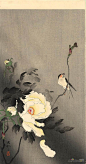 小原古邨(Ohara Koson)高清作品《牡丹吞》