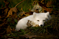 Arctic Fox by Martin Cooper on 500px#北极狐##白##摄影##动物#北极狐你好美，北极狐你好萌