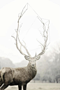 Image Spark - Image tagged "animalia", "antlers", "nature" - Katinka2011